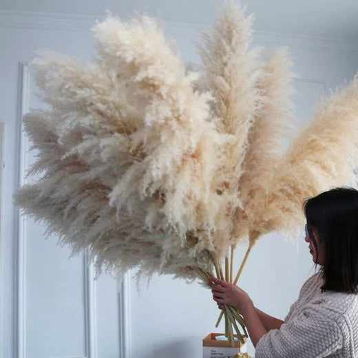 Pampas Grass